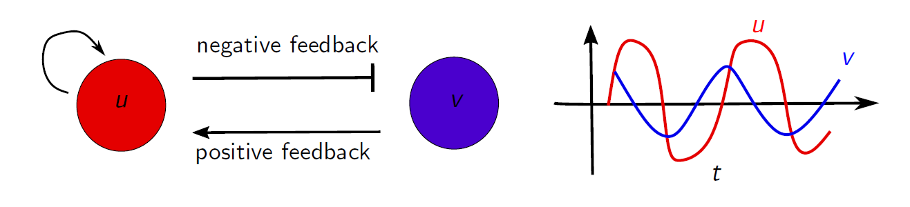 Illustration of the FHN model equations